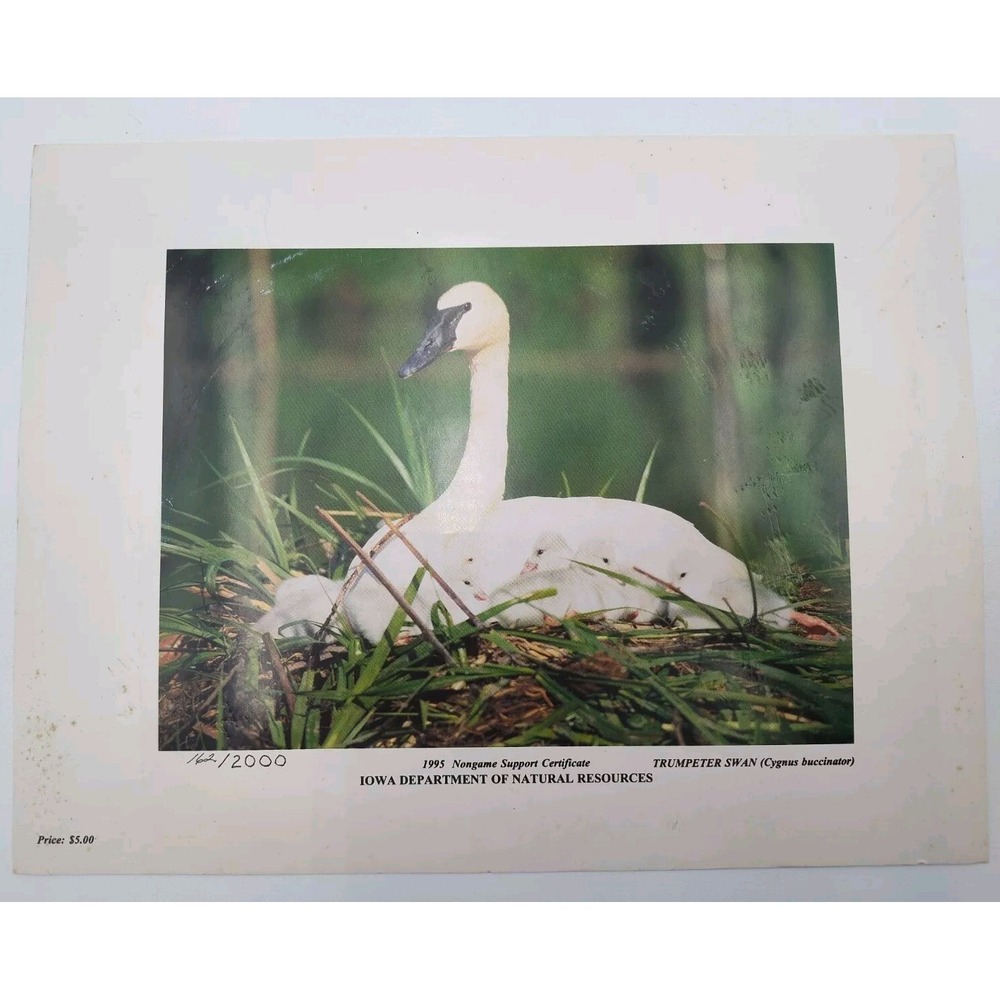 RARE ART PRINT 1989 Swan TRUMPETER SWAN LIMITED 851 IOWA SEE ALL PICTURES